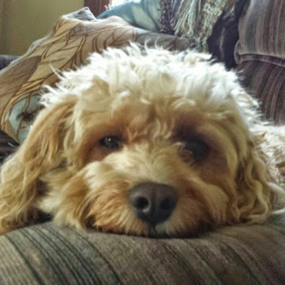 Meet your Posher, Cmr101